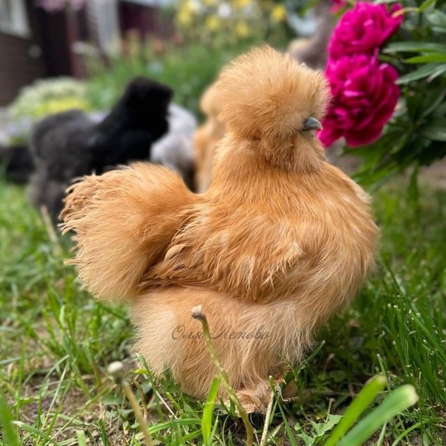 Американский шолк жужалар бор 2 хафталик ва каттарок