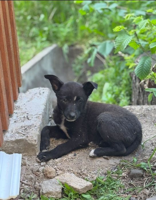 Щенок в добрые руки