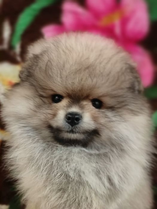 Очаровательные малыши Шпица