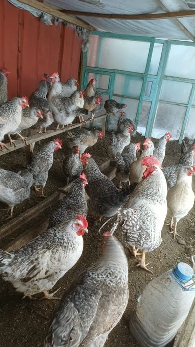 Продам породистых курей
