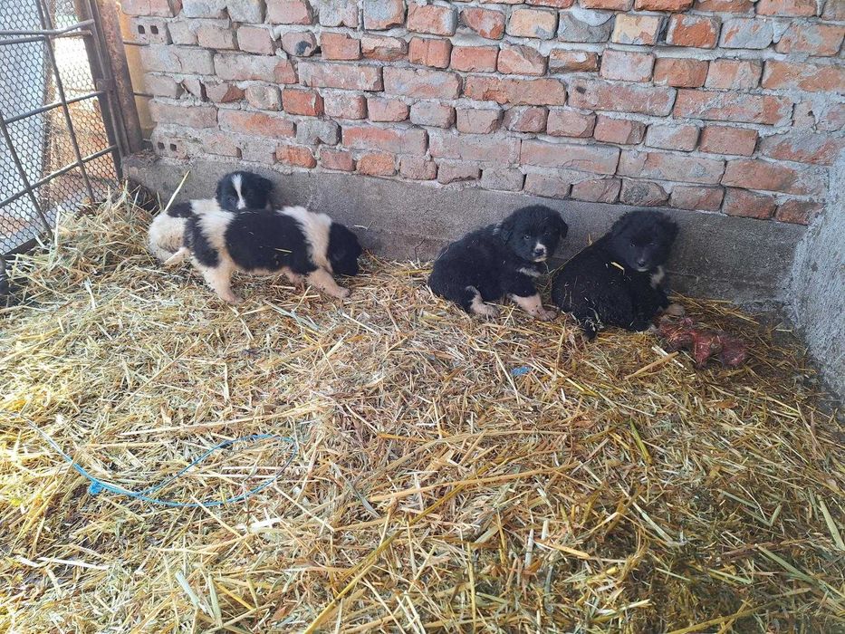 Продавам малки каракачанки