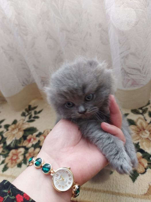 Кошки.  Мушукчалар