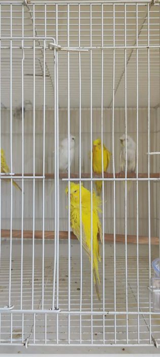 Продается попугай бабочки to’tilar sotiladi