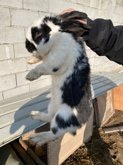Продам кролик самец