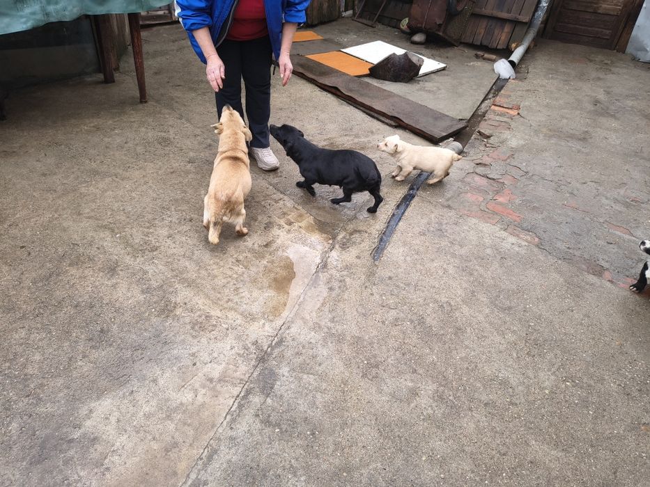 Donez pui de catel talie mica