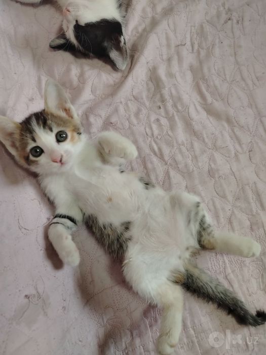 Отдаем котят в хорошие руки
