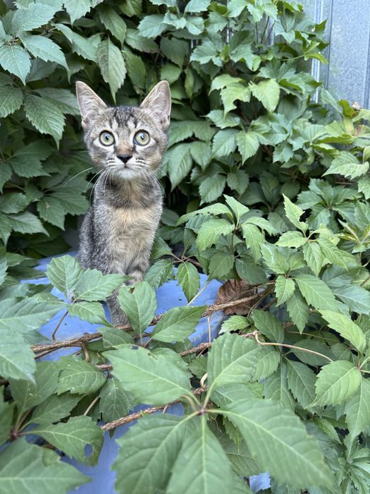 Котёнок в добрые руки!
