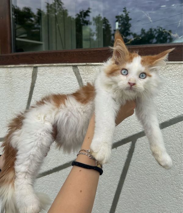 Pisica maine coon