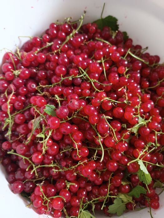 Продам красную смородину