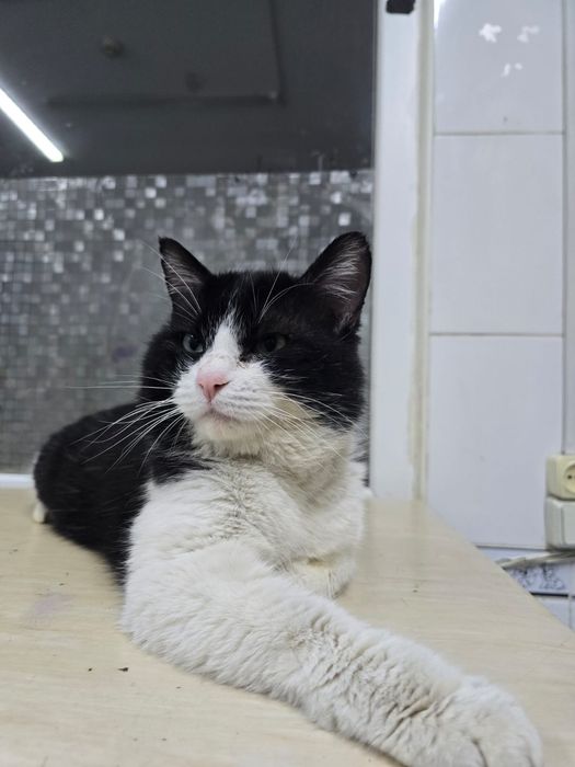 Большой ласковый болтливый кот ищет дом с хозяйкой!