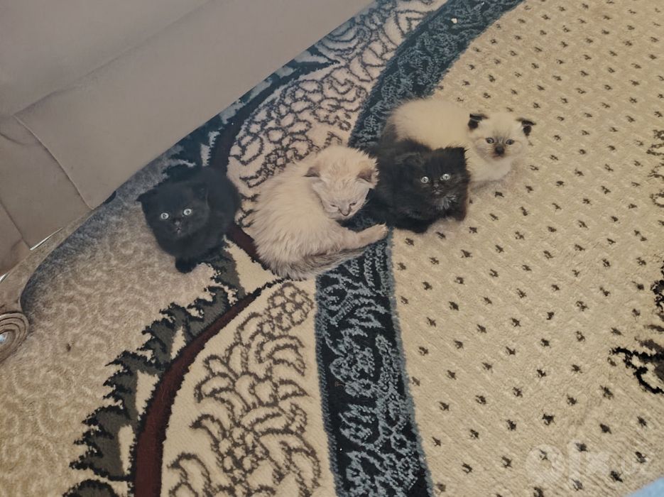 Продаются котята