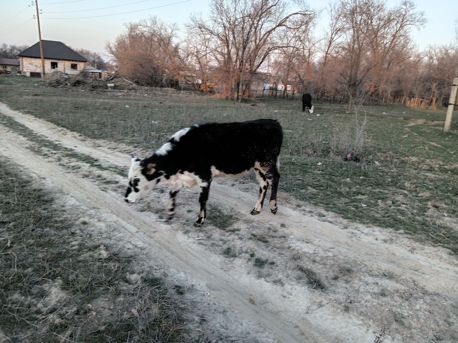 Сутты Кунажын сатылады