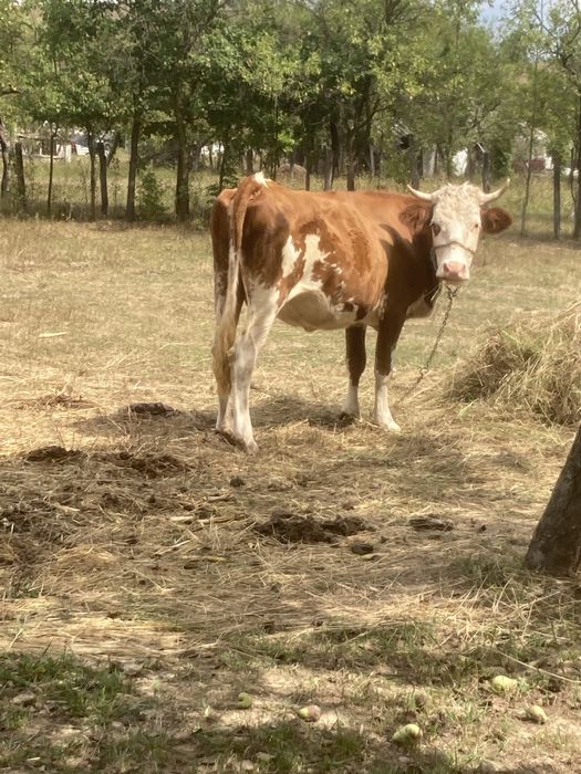 Vand vaca gestanta întro luna
