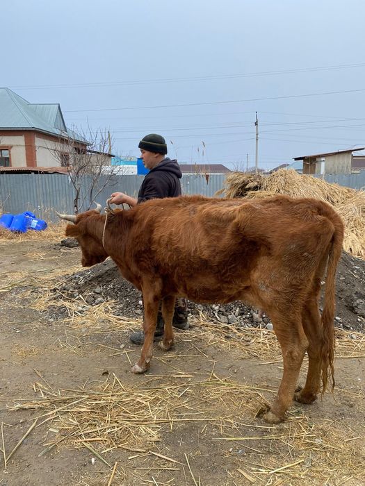 Сауын сиыр жуас 2 туған