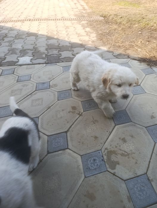 Продам щенков парода алабай