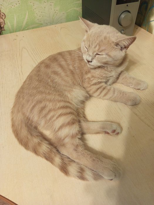 Котята шотландской породы