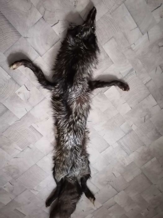 Богата голяма сребърна лисича яка.