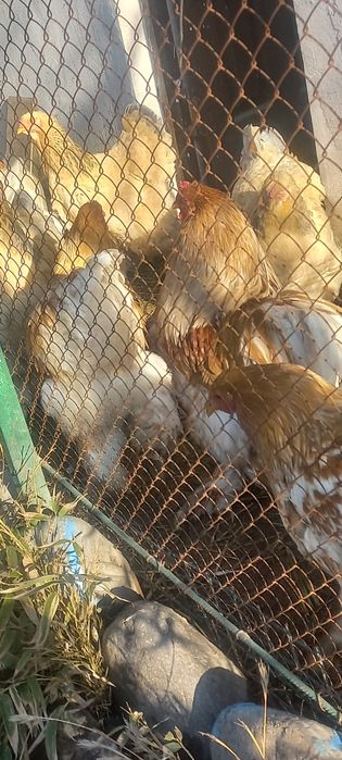 Петухи золотой Брама