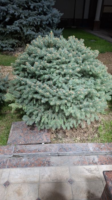 Продам голубые ели