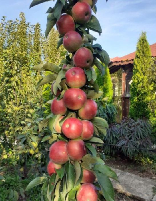 Pomi Fructiferi Columnari Și Dwarf (pitici) Certificați Anul 3