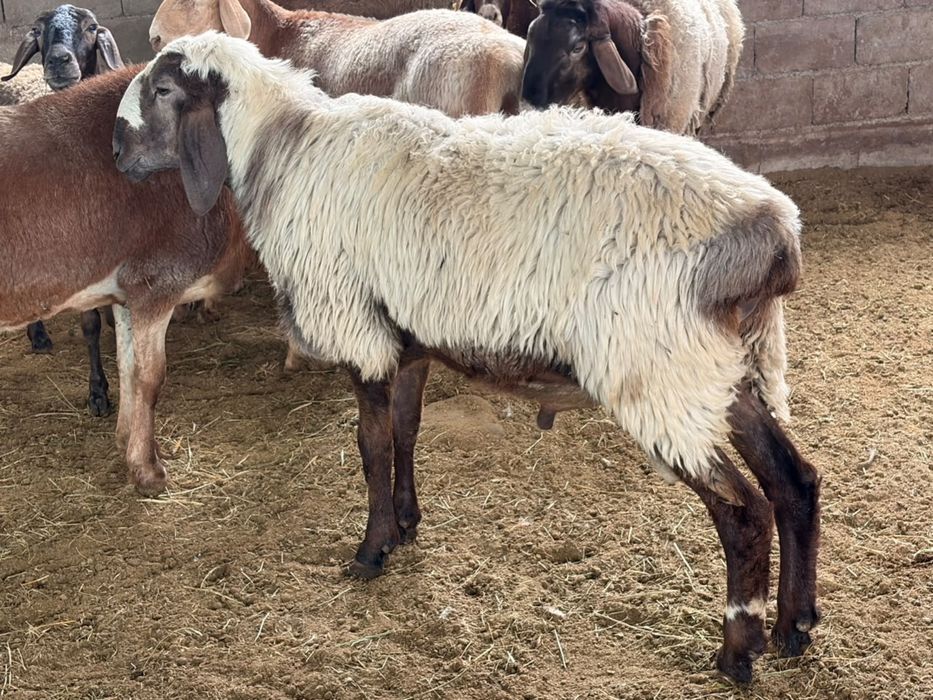 Продам кошкары породистые