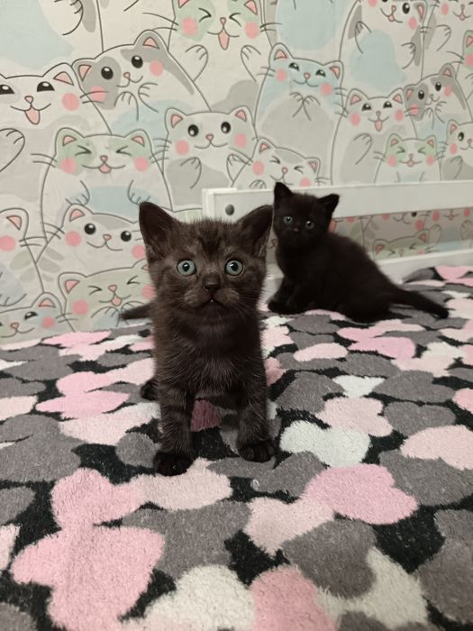 Котята скотиш фолд и скотиш страйт