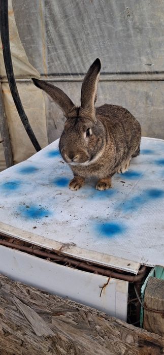 Iepure Uriaș Belgian mascul