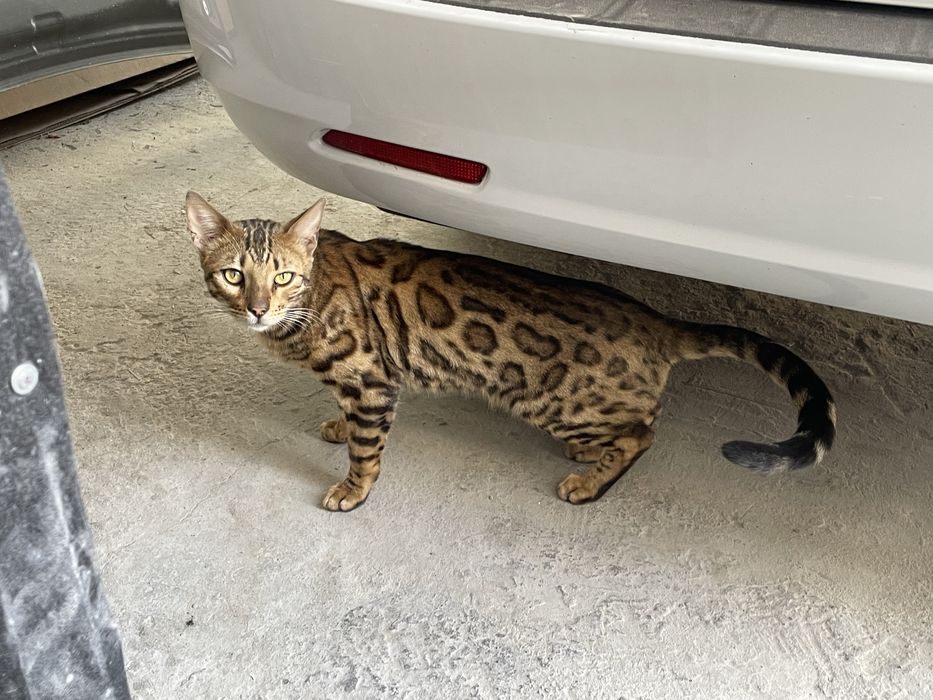 Породистая кошка