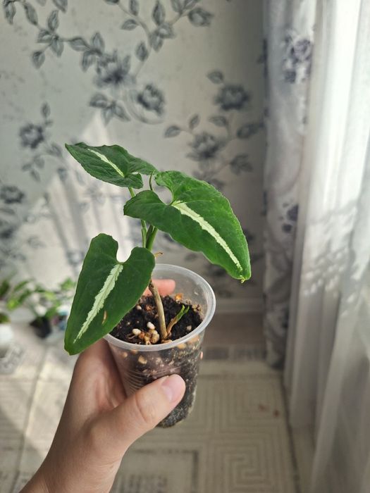 Аптения, пеперомия,Фикус,сингониум,