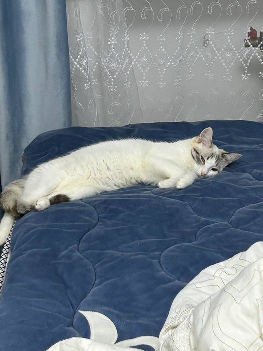 Отдам кошку, белом цвете