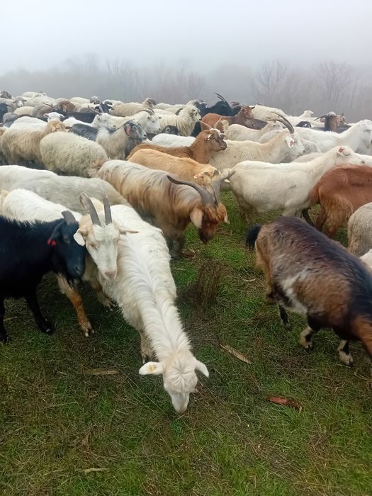 Oi și capre de vinzare