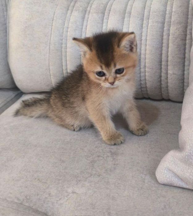 Шиншилла 2 месяца