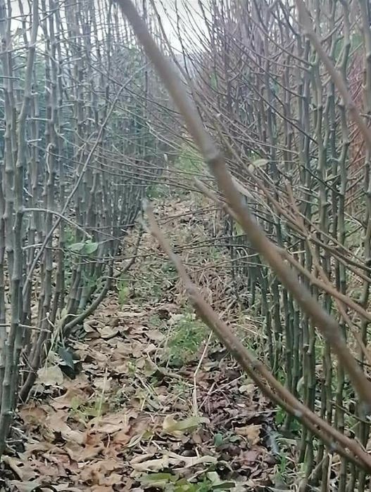 Producător pomi fructiferi