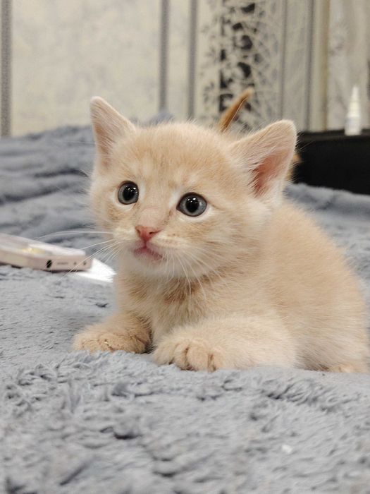 Отдам котят в добрые руки