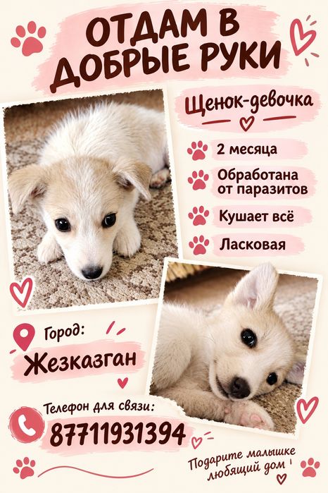 Отдам щенка девочку
