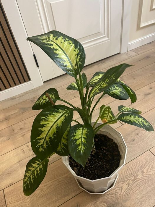 Цветы в хорошем состоянии