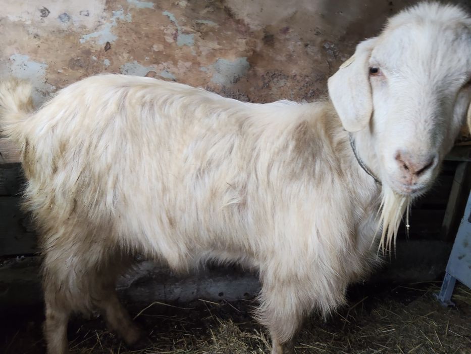 Vând țap de 2 ani sterilizat