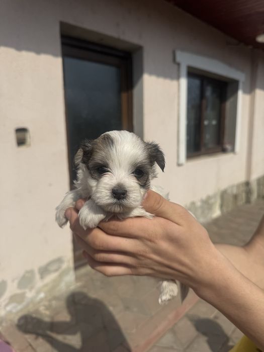 Vand pui bichon Cazanesti Ialomita