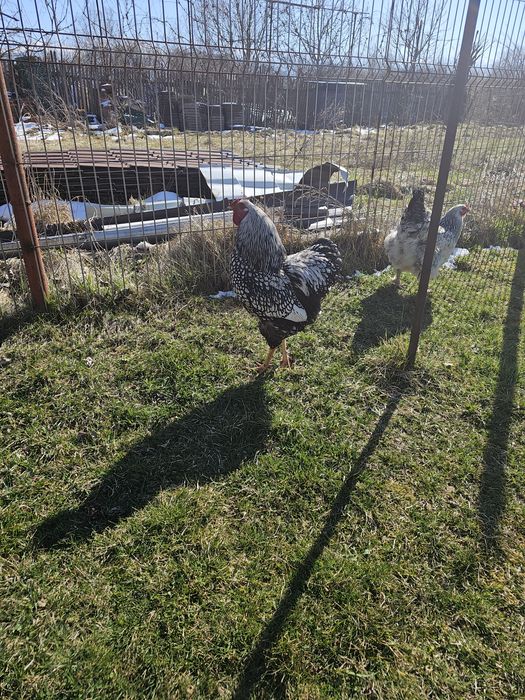 Cocoș wiandote argintiu