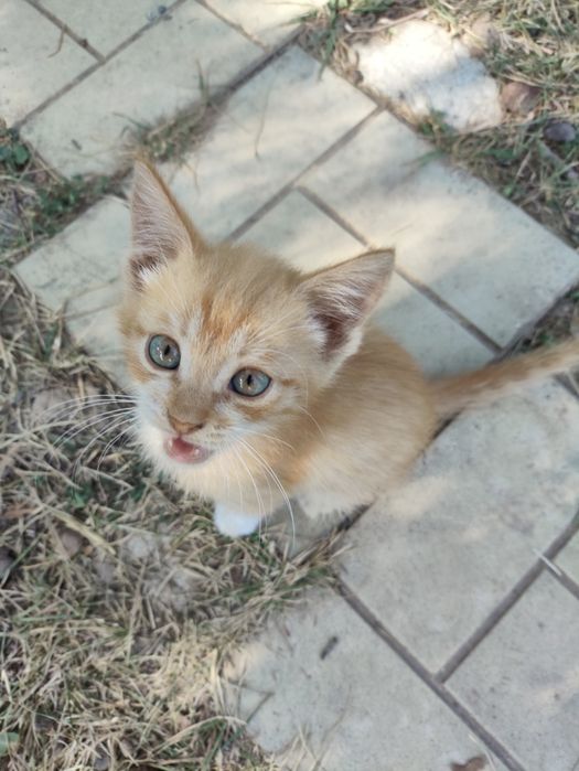 Котята от крысыловки.