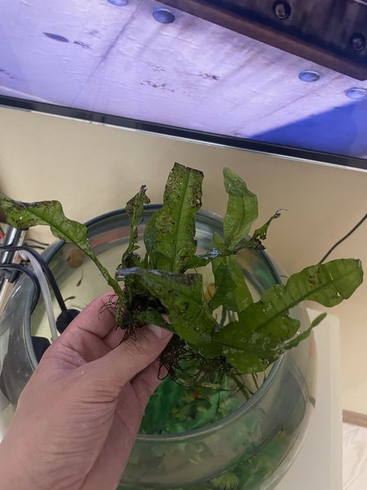 Продаю Аквариумное растение