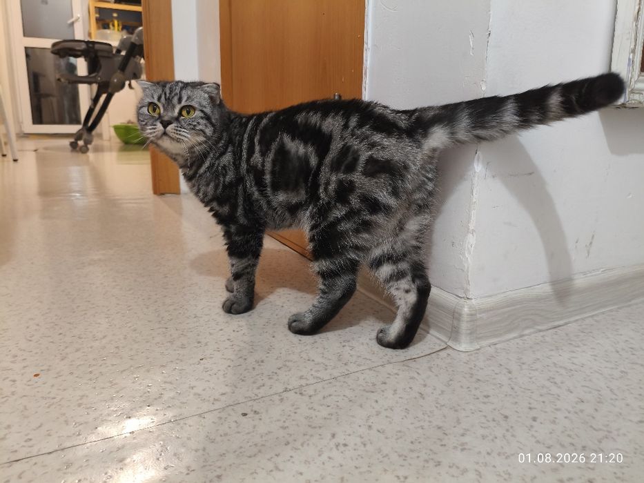 Шотландская кошка