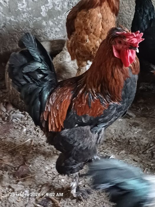 Кораз сатылады срочно