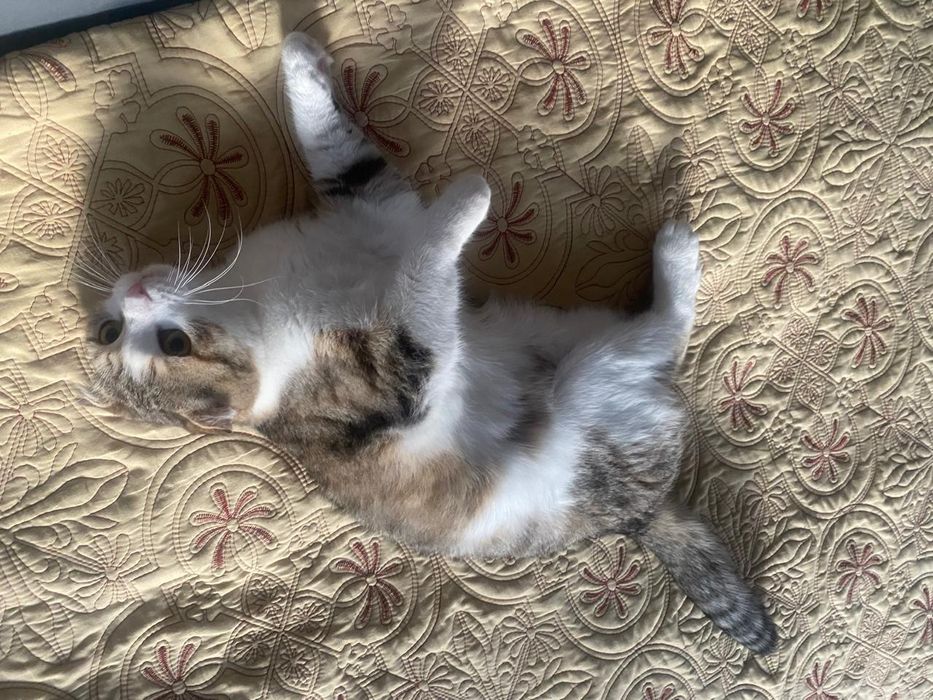 Отдам кота в хорошие руки