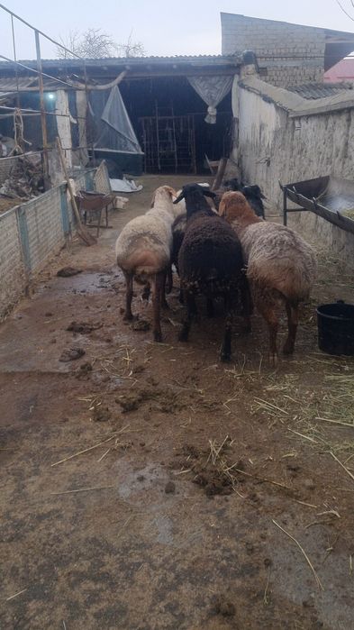 Qurbonlikga quchqorlar sotiladi!!! Кучкор сотилади