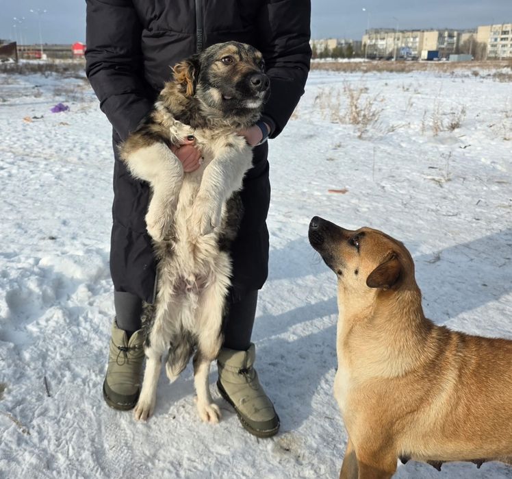 Щенки в добрые руки. Будущие охранники и верные друзья


Давайте пожал