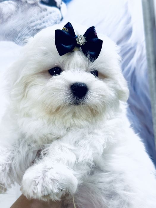 Очаровательный мальчишечка мальтезе