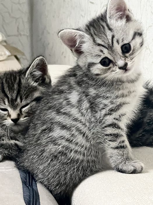 Девочка шотландка