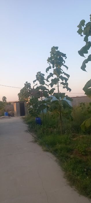 Павловния саженцы