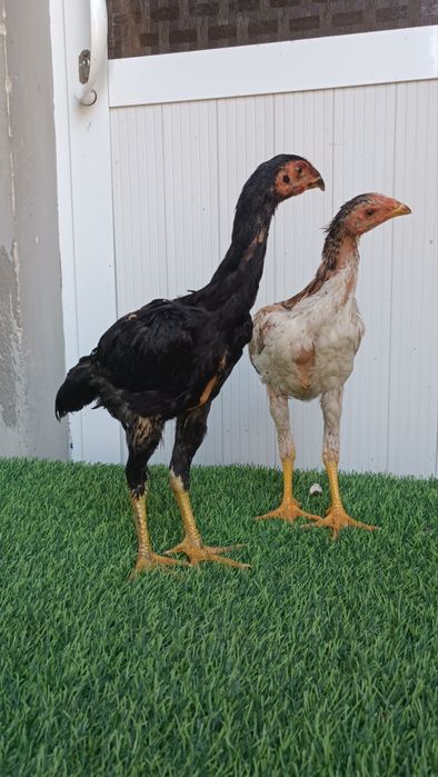 Dakan jojala sotiladi